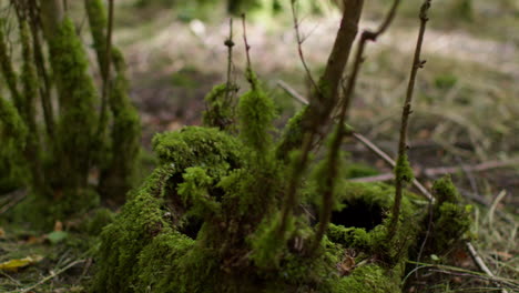 close up of moss or lichen growing on tree trunk and branches in forest