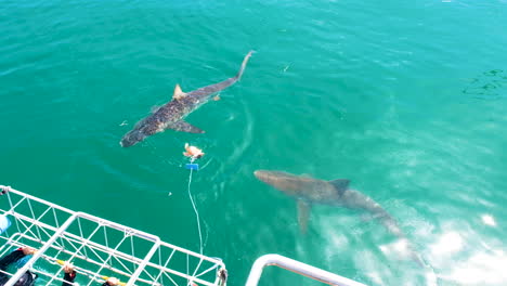 Tiburones-De-Cobre-Que-Se-Lanzan-Al-Cebo-Cerca-De-La-Jaula---Ecoturismo-De-Buceo-Con-Tiburones