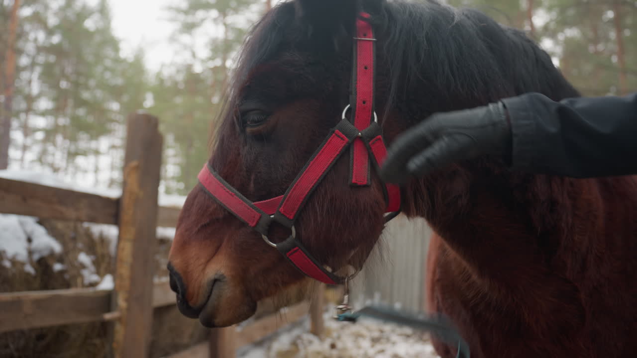 Un cuidador libera un poni en campos nevados, soltando caballos en un extenso paisaje invernal y pastos cubiertos de nieve; un trabajador libera cuidadosamente ponis en un frío paisaje invernal lleno de nieve.