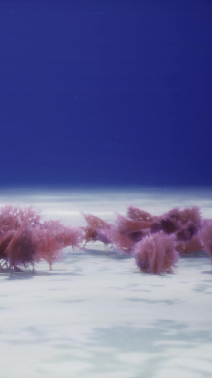 Vista subacquea di corallo rosa che ondeggia sul fondale marino