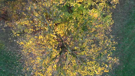 munich autumn trees in the english garden with a drone in the afternoon and evening at 4k 24fps