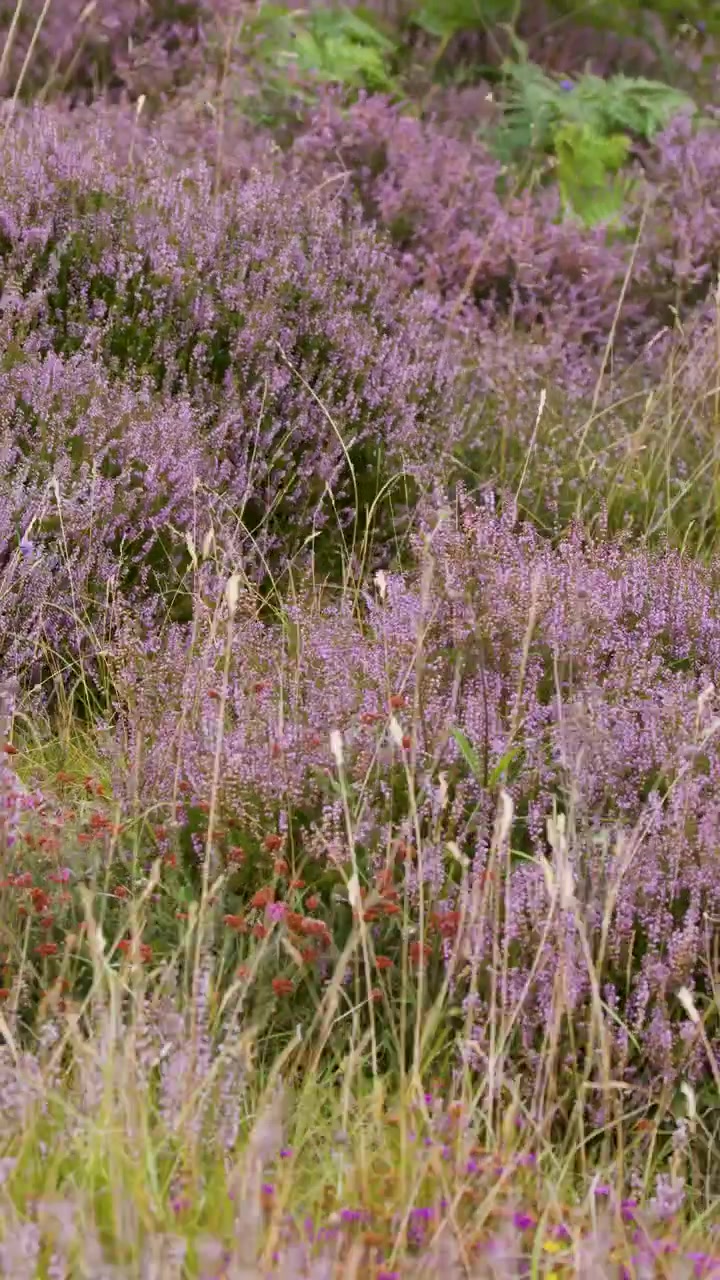 Lila Heidekraut und wilde Gräser wiegen sich im Tageslicht, leichte Kamerabewegung, natürliche Moorlandschaft