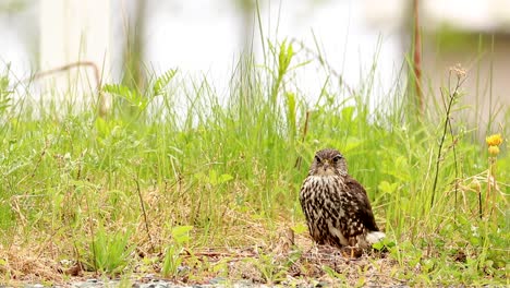 A-merlin-watch-the-surronding-while-it-is-sitting-on-its-prey