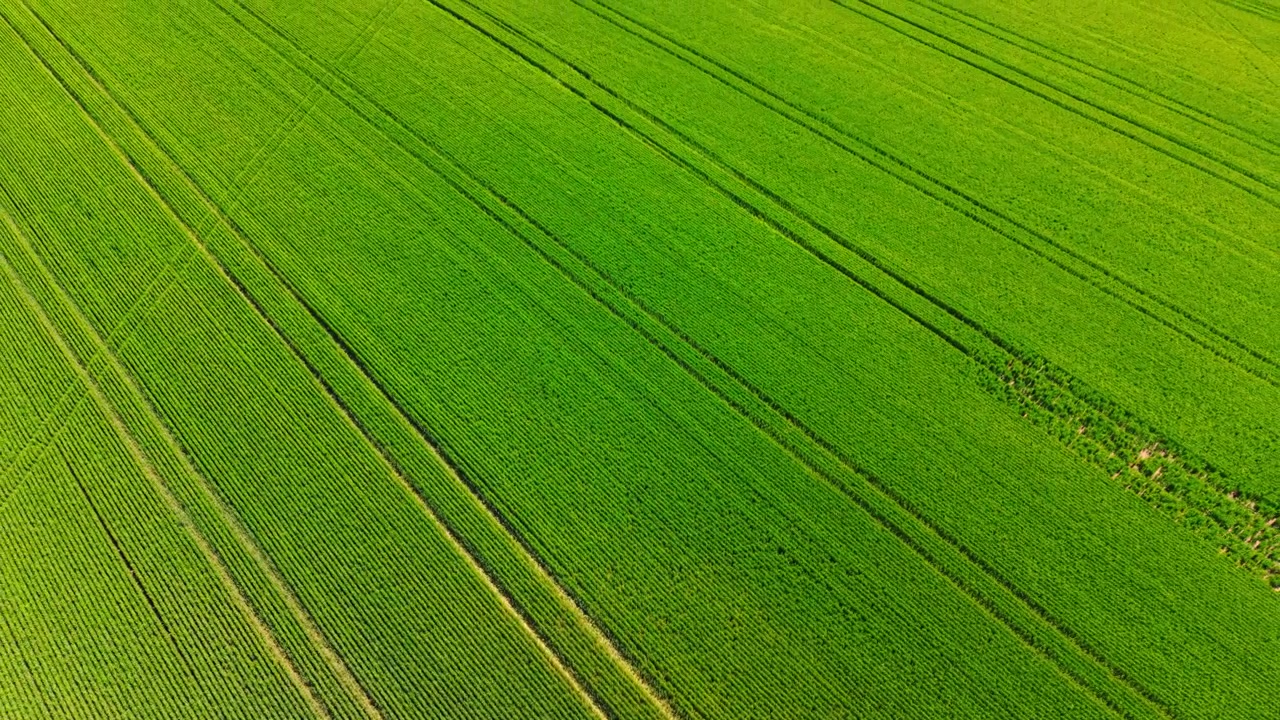 Aerial diagonal perspective of massive green crop fields with tracks. Diagonal high angle drone view of extensive green agricultural land divided by distinct vehicle wheel tracks.