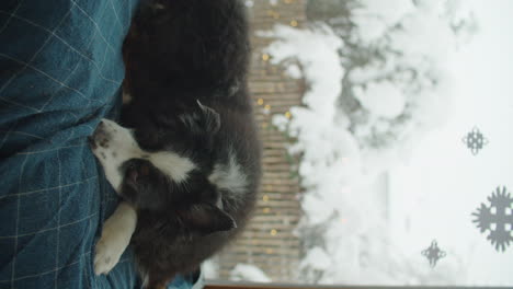 vertical video of a dog chilling on a blanket on a snowy winter day