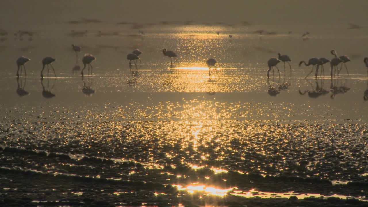 케냐 나쿠루 호수의 이른 아침 햇살에 분홍 플라밍고의 아름다운 장면 10