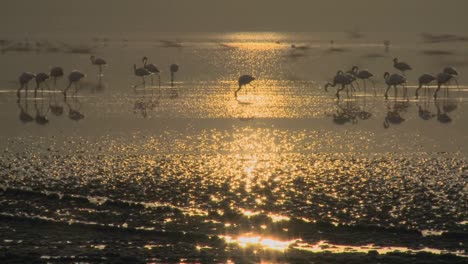 แฟมมิงโกสีชมพูในตอนเช้าบนทะเลสาบ nakuru, เคนย่า