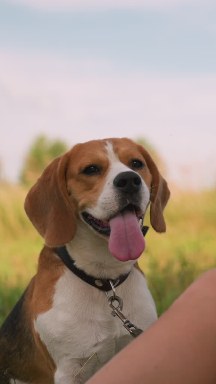 dueño del perro sentado en el campo de hierba con la mano extendida mientras dos perros se centran en su mano, anticipando golosinas, ambos perros tienen correas alrededor de sus cuellos, mirando atentos con las lenguas fuera