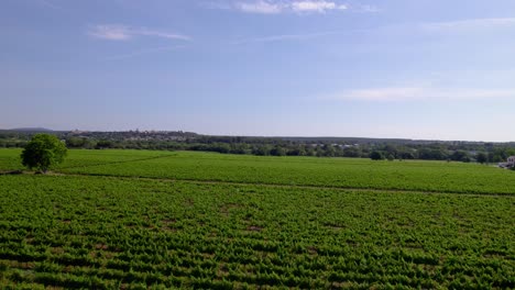 Slow-establishing-shot-of-a-vinery-ready-for-harvesting-in-Le-Cres,-Herault