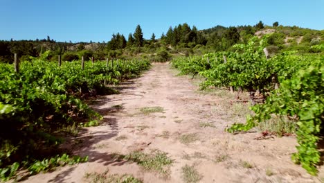 low aerial dolly above the ground in ripe vineyards in the maule valley region