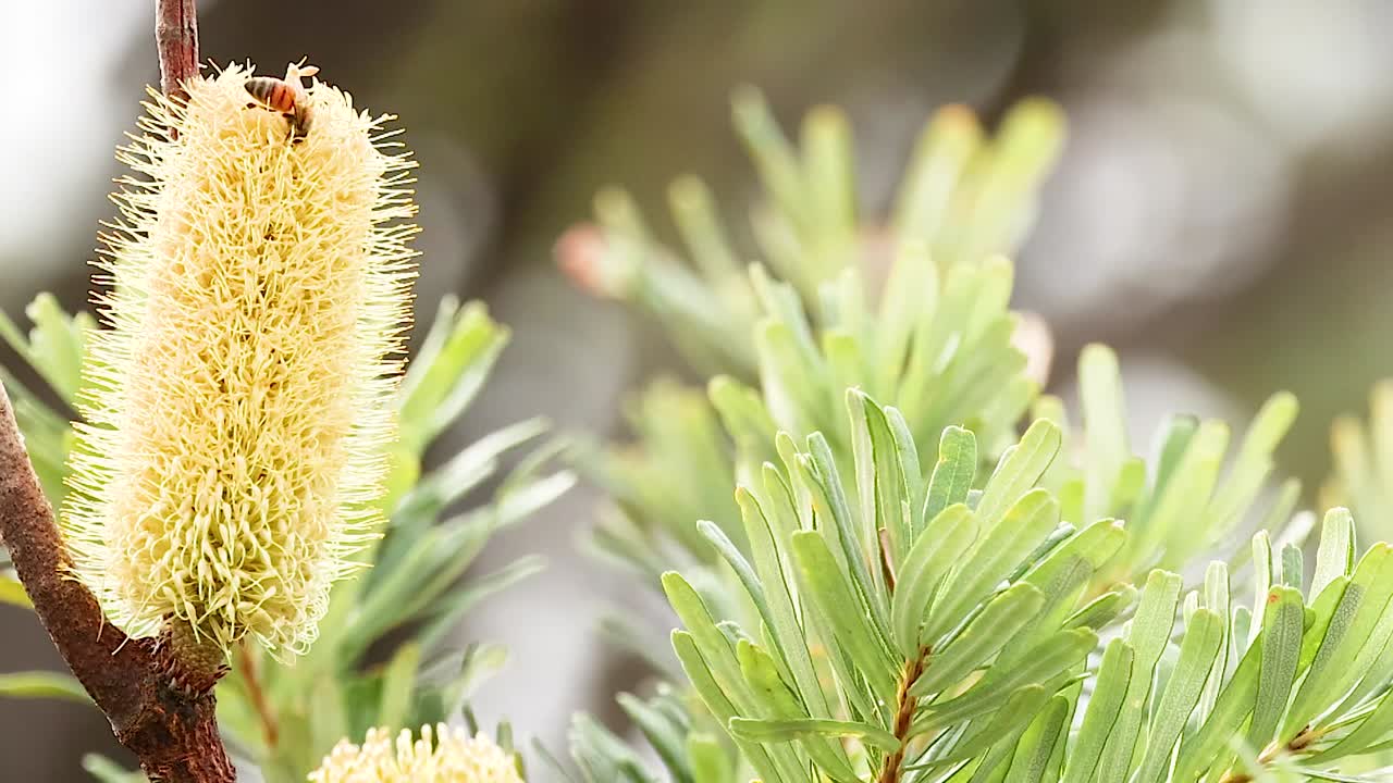 Un'ape mellifera impollina una spiga di fiori di Banksia giallo vivace tra un morbido fogliame verde