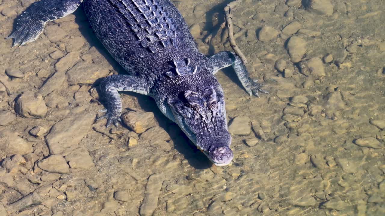 A saltwater crocodile swims in clear river water, captured from above in natural lighting, showcasing its textured scales