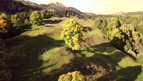 aerial drone footage pushing in over alpine meadows flying around sycamore maple tree in fall colors