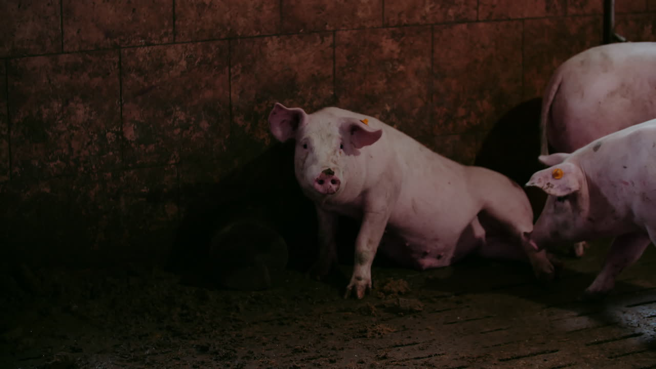 창고에 힌 돼지