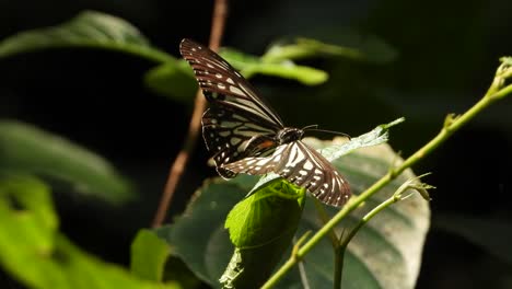 Schmetterling-Und-Noch-Einer-Uhd-Mp4-4k