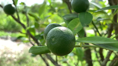 A-close-up-shot-of-a-green-lime-plant-with-lime-fruits