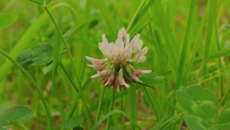 Schöne-Wildblumen-Wachsen-Zwischen-Dem-Gras-In-Der-Natur-Des-Sommers