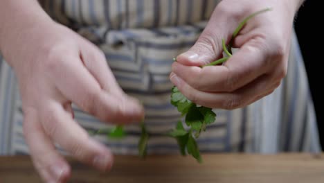 delicately pluck fresh parsley leaves from the stems to prepare chimichurri, an argentine sauce to accompany roasts