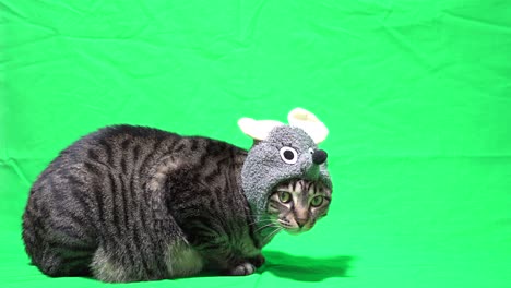 un gato con un ratón del zodiaco