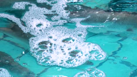 fish moving beneath bubbles in clear water