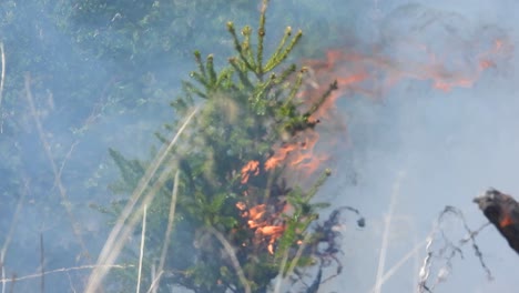 a small pine tree is consumed by the flames of a forest fire