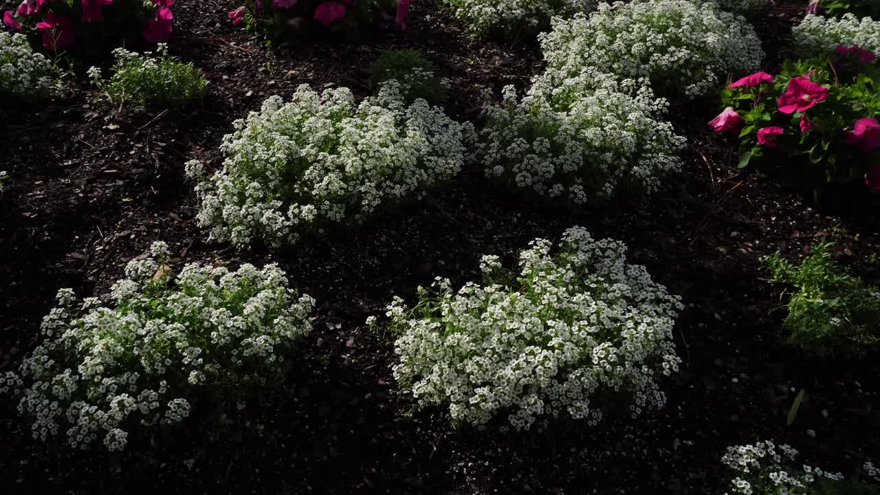 Clusters of small white flowers, along with a few red ones, create a beautiful decoration that delights the eyes