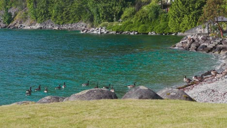 in this peaceful seaside setting, a group of geese congregates along the shore. the clear blue water reflects the vibrant trees and rocks, creating a serene atmosphere in the afternoon