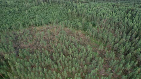 fallen trees after storm, circling aerial, fagersta, sweden