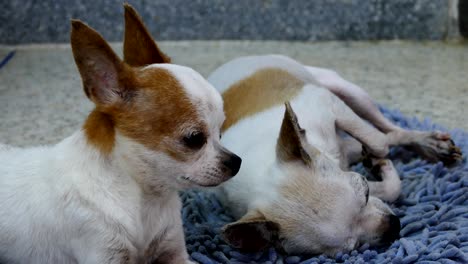 chihuahua dogs resting on wipes