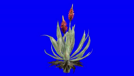 aloe vera en 3d con efecto viento en pantalla azul animación en 3d