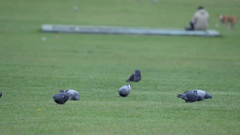 pigeons eating on the grass