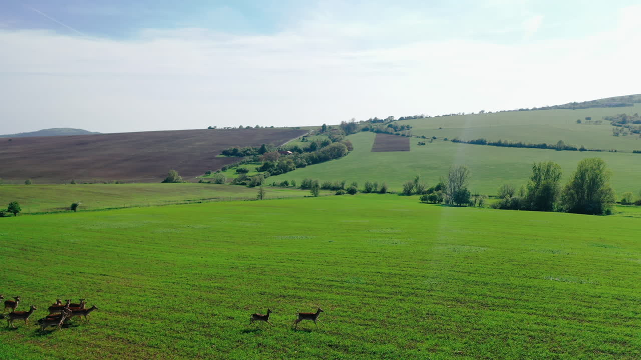 imágenes aéreas de una manada de ciervos huyendo de izquierda a derecha sobre hierba verde cerca de los campos