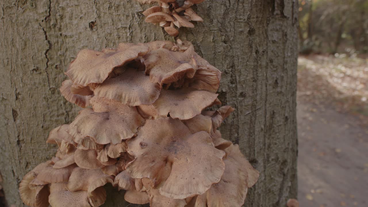 hermoso carro de grupo de hongos de miel en el tronco de un árbol en el bosque