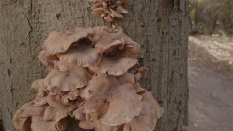 Schöner-Dolly-Der-Gruppe-Des-Honigpilzes-Auf-Einem-Baumstamm-Im-Wald