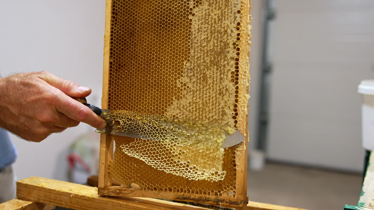 Beekeeper inspecting honey frames