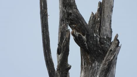 Holzfäller-Auf-Der-Suche-Nach-Nahrung.