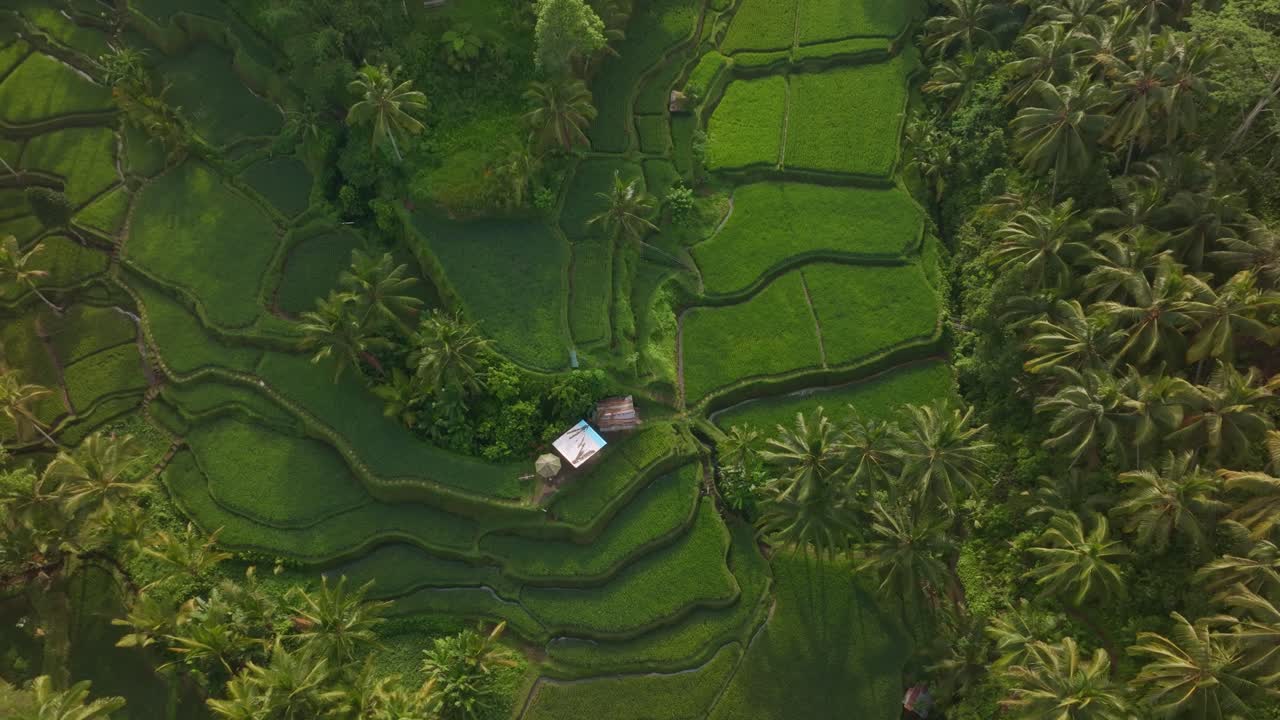 Immagine di risaie verdi e palme a Tegallalang, Bali, Indonesia
