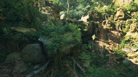 lush jungle path