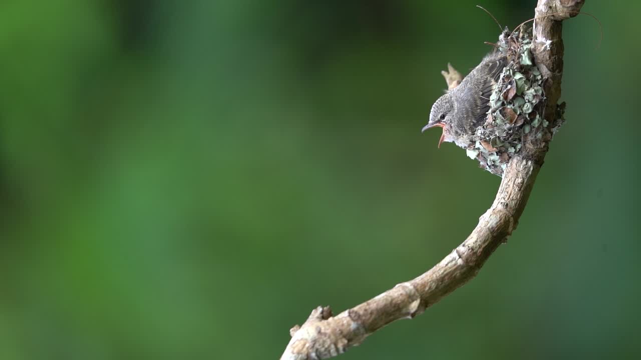 un pequeño polluelo de minivet hambriento está en el test esperando a que su madre finalmente venga a alimentarlo