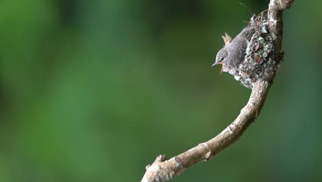 un pequeño polluelo de minivet hambriento está en el test esperando a que su madre finalmente venga a alimentarlo