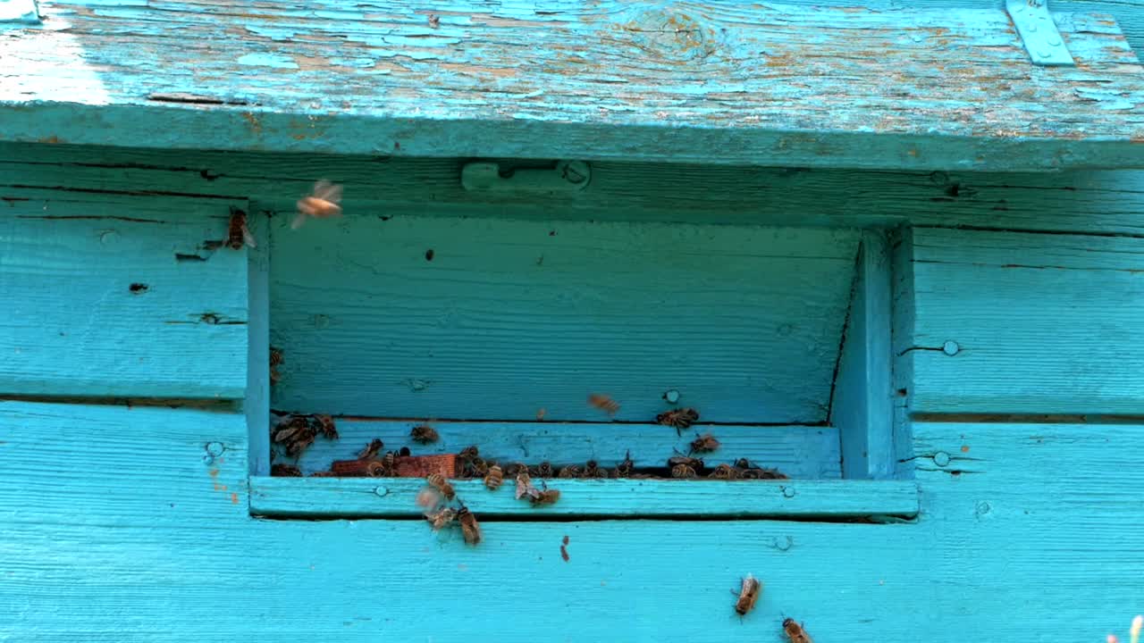 꽃에서 꿀을 채취한 후 연한 파란색과 오래된 벌집으로 날아가는 꿀벌의 클로즈업 샷