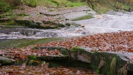 un bosque de invierno tranquilo con un arroyo lento, robles dorados y hojas caídas, que ofrece una escena pacífica y relajante