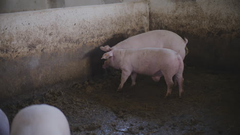 pigs in a farm pen