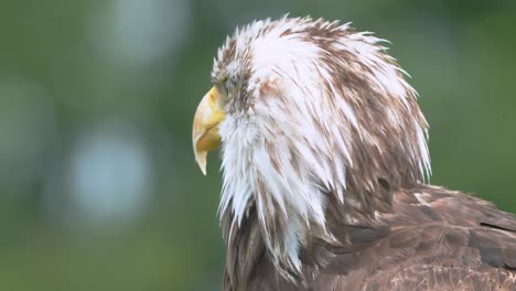 cabeza de águila calva americana con plumaje blanco y marrón, pájaro joven, primer plano