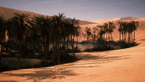 oasis en el desierto