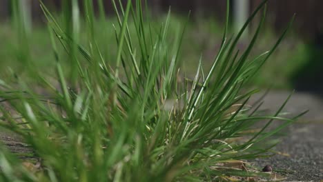 Blades-of-green-grass-grow-wild-along-asphalt-sidewalk-on-sunny-day