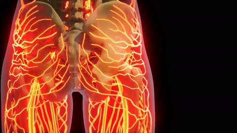 ciencia anatomía de los vasos sanguíneos humanos