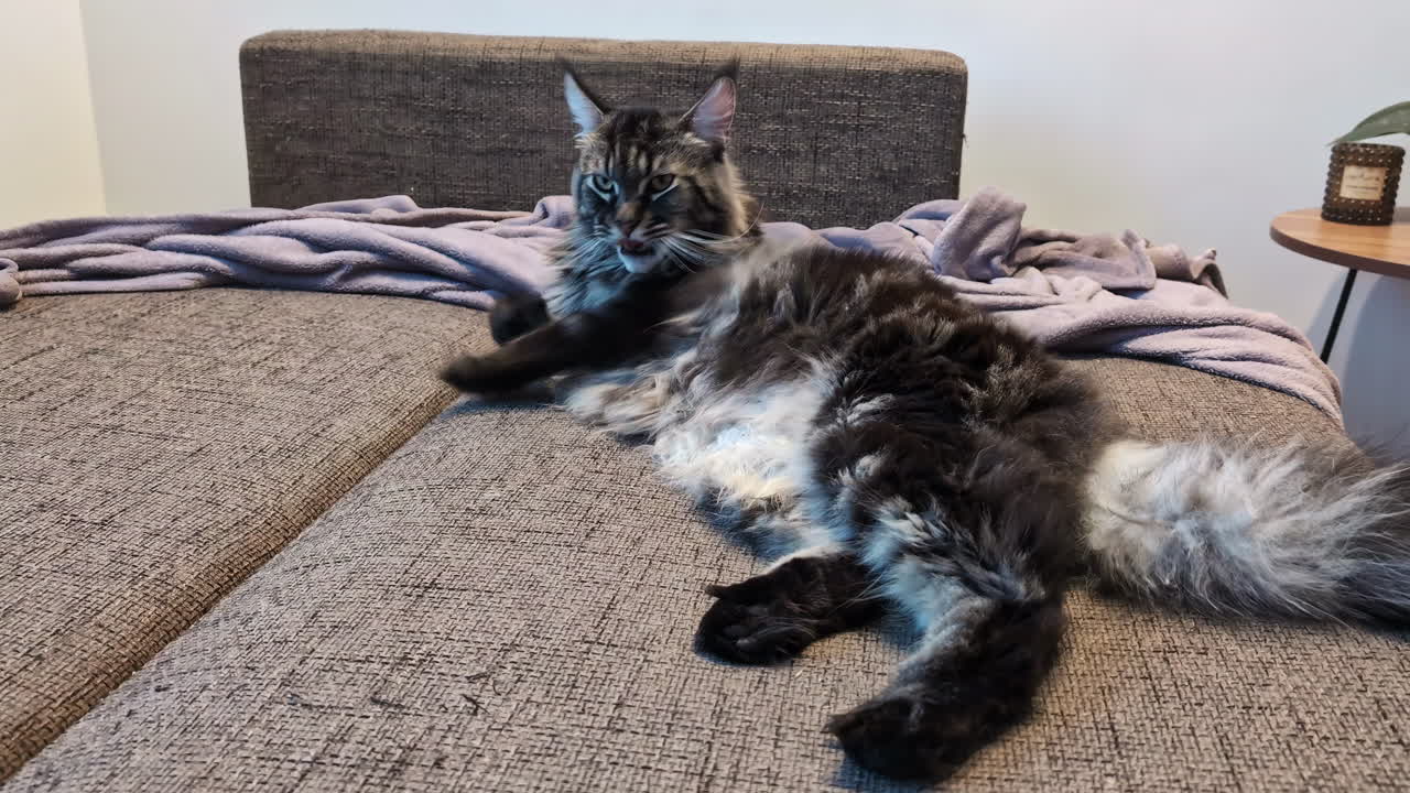 un gran gato maine coon se está arreglando en un sofá cama