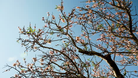 rotating shot of apricot tree branches with fresh blossoms against sky, spring
