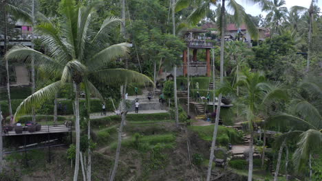tourists riding long swings attached to palm trees at  rice terrace scenic spot on a sunny day. tegallalang, bali, indonesia. aerial shot.